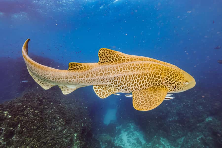 Brunswick Heads: Snorkelling in Byron Bay - Why Julian Rocks Has So Much Marine Life