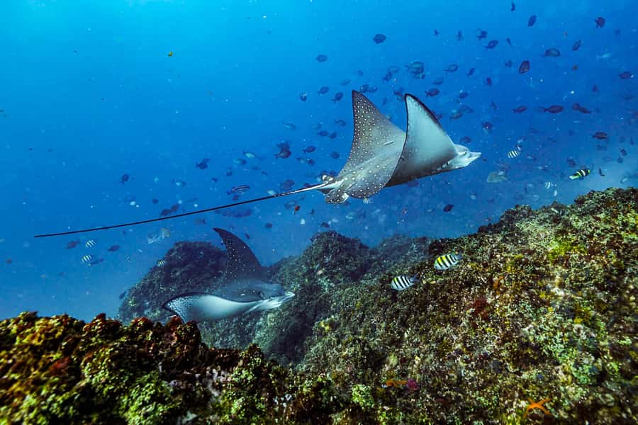 Brunswick Heads: Snorkelling in Byron Bay - Should You Book Wild Byron?