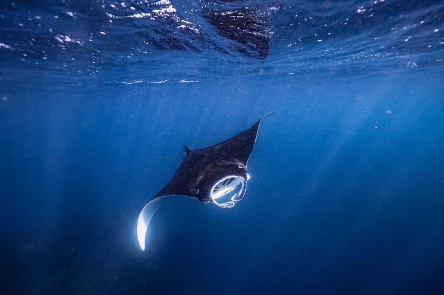 Brunswick Heads: Snorkelling in Byron Bay - From Brunswick Heads to Julian Rocks on Apollo 2