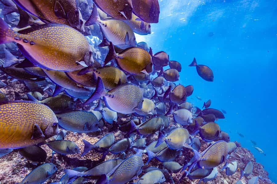Brunswick Heads: Snorkelling in Byron Bay - Photos and Videos Without Carrying a Camera