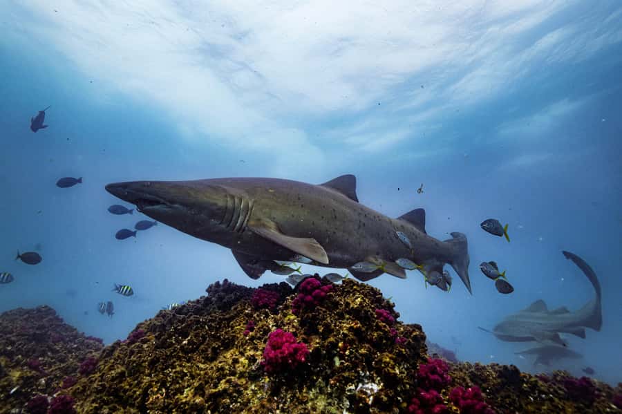Brunswick Heads: Snorkelling in Byron Bay - Practical Preparation for a Better Morning