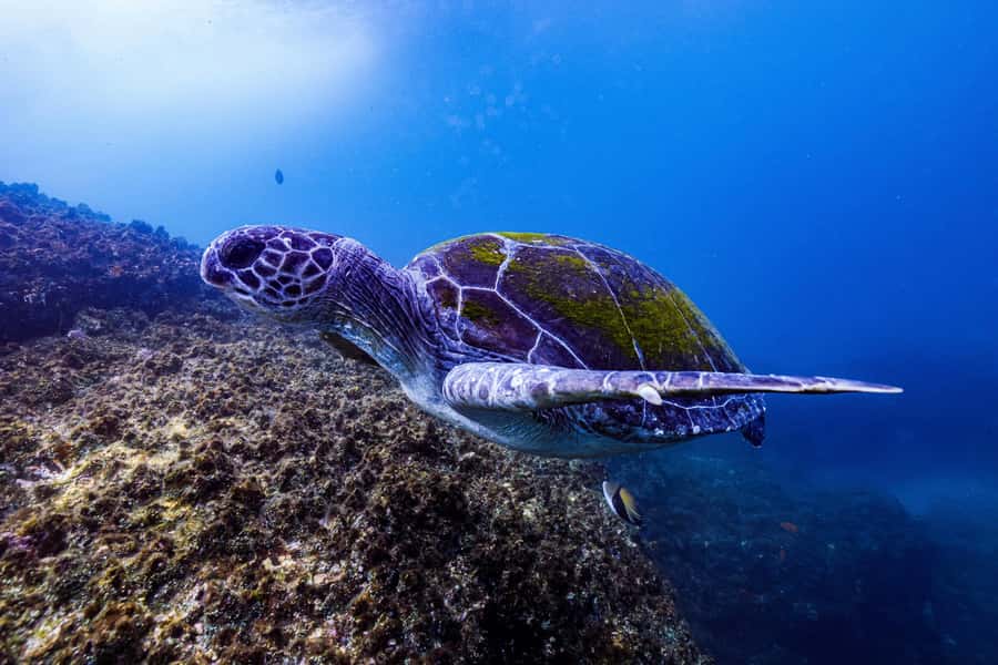 Brunswick Heads: Snorkelling in Byron Bay - How the Experience Compares With a Beach Snorkel