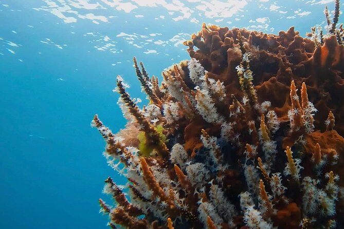 Busselton Jetty and Underwater Sculptures Snorkel Boat Tour - What makes the Busselton Jetty snorkel special