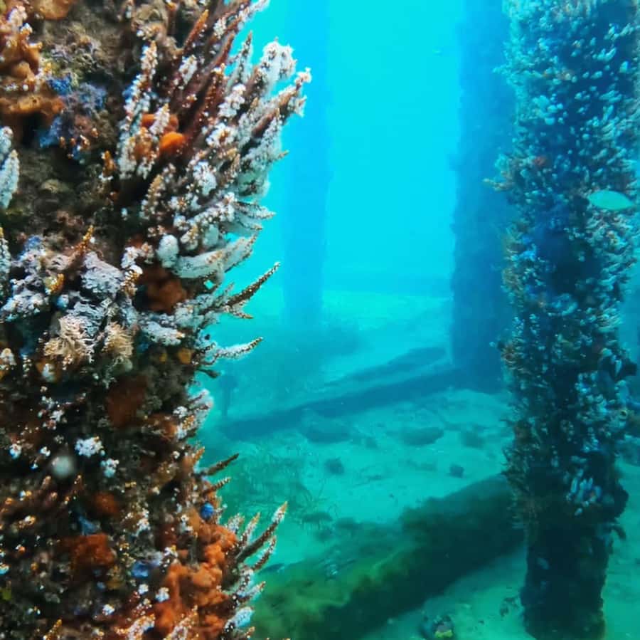 Busselton: Jetty Snorkeling Tour with Underwater Sculptures - Who should book this experience?