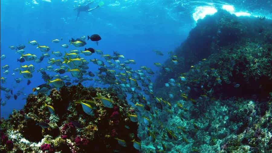 Byron Bay: Nguthungulli Julian Rocks Snorkeling Tour - Key points at a glance