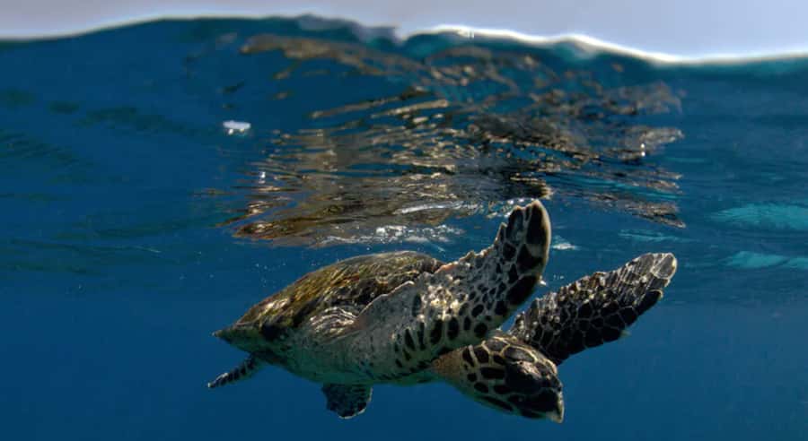 Byron Bay: Nguthungulli Julian Rocks Snorkeling Tour - Why Nguthungulli Julian Rocks is such a special snorkel site