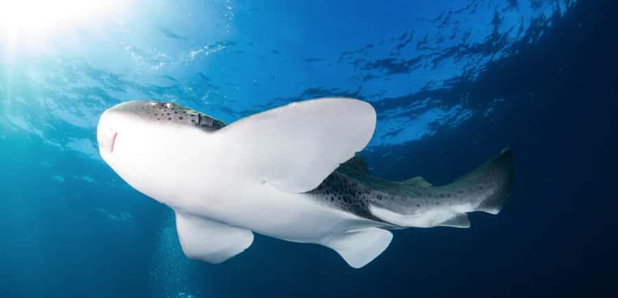 Byron Bay: Nguthungulli Julian Rocks Snorkeling Tour - What the three-hour outing feels like
