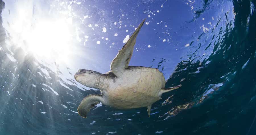 Byron Bay: Nguthungulli Julian Rocks Snorkeling Tour - A small group makes the guide’s role count