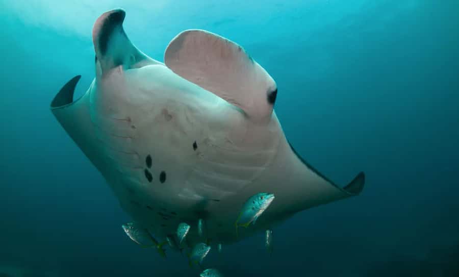 Byron Bay: Nguthungulli Julian Rocks Snorkeling Tour - From 5 Marvell Street to the launch point
