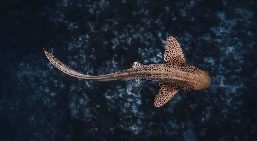 Byron Bay: Snorkeling Tour at Julian Rocks, Nguthungulli - Why Julian Rocks attracts so many species