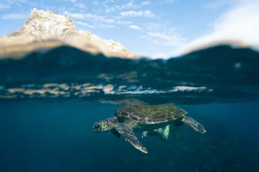 Byron Bay: Snorkeling Tour at Julian Rocks, Nguthungulli - Should you book it?