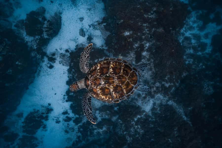 Byron Bay: Snorkeling Tour at Julian Rocks, Nguthungulli - From Brunswick Heads to open water