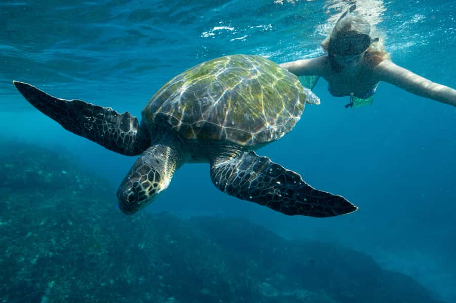 Byron Bay: Snorkeling Tour at Julian Rocks, Nguthungulli - What the guides add to the experience