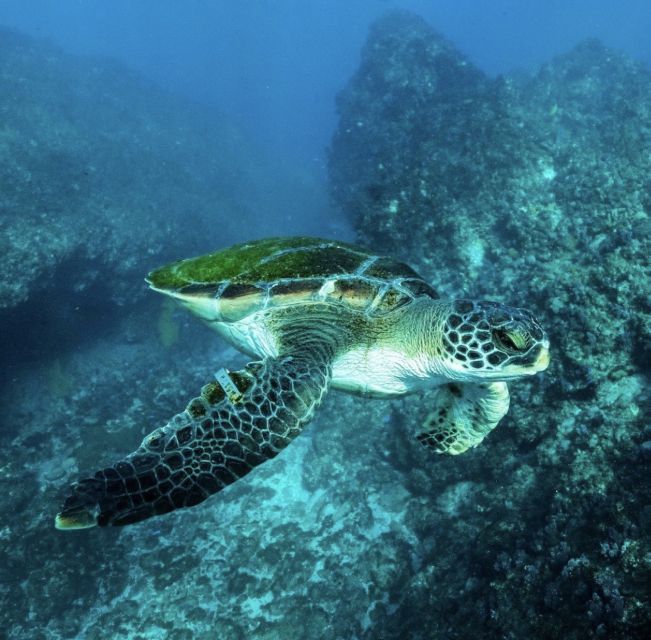 Byron Bay: Snorkeling Tour at Julian Rocks, Nguthungulli - Small details that make the day easier
