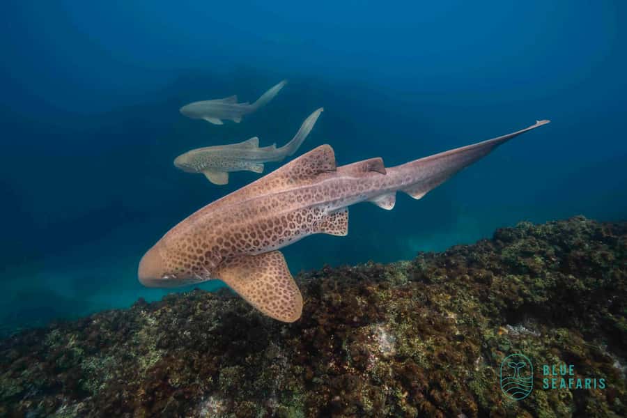 Byron Bay: Snorkelling Tour of Julian Rocks "Nuthungulli" - Key points to know before you book