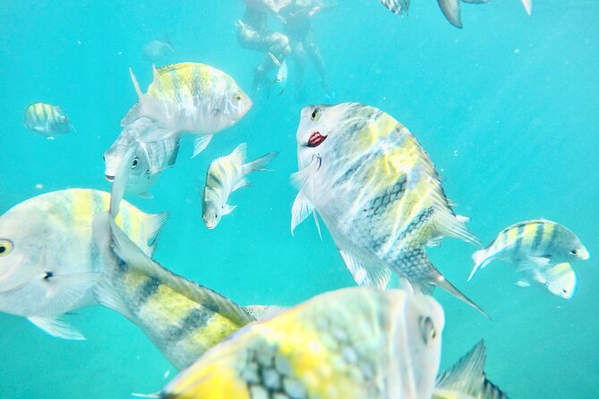 Cabo Blue Snorkeling Cruise, Open Bar and Lunch in Cabo San Lucas - Key points to know before booking