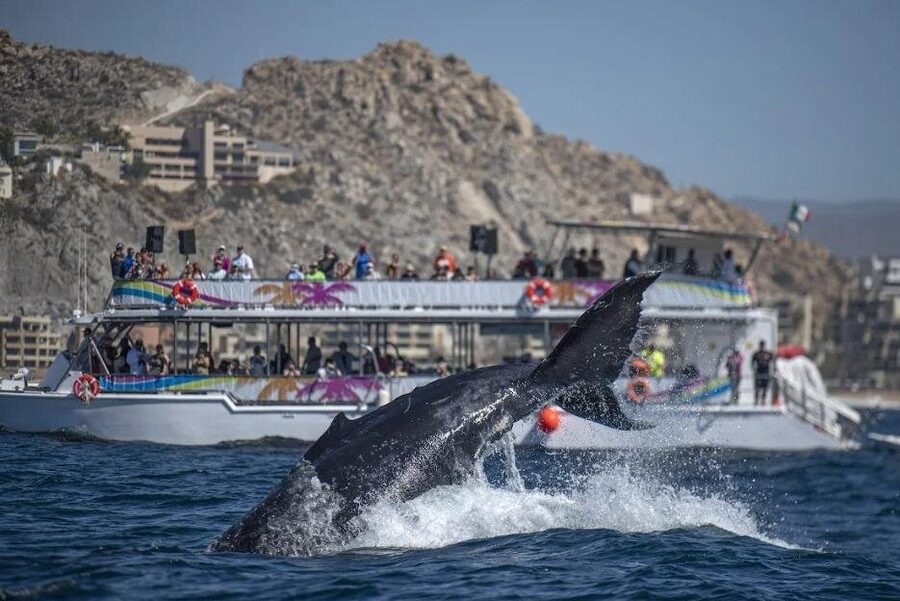 Cabo Boat Tour: Drinks, Lunch, Snorkeling, Dancing, and Transport - My take on the experience