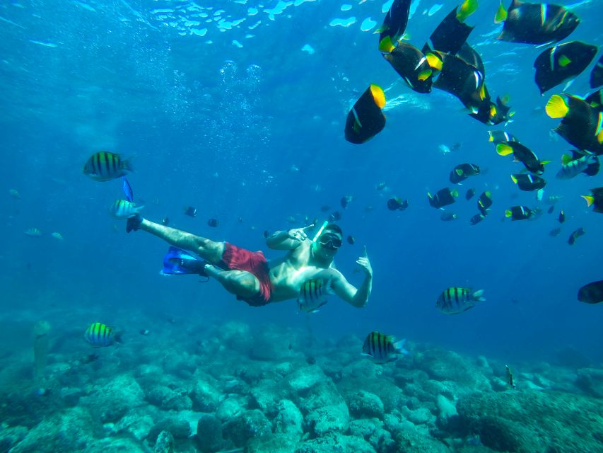 Cabo Catamaran Snorkel: Arch & Santa Maria, Open Bar, Snacks - Sea life and whale season
