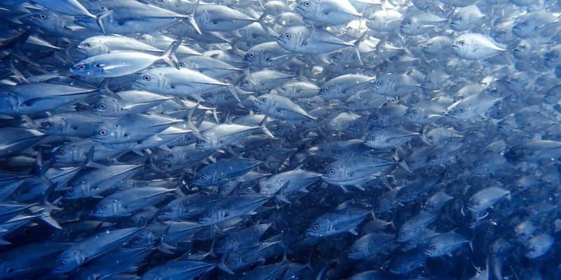 Cabo Pulmo Snorkeling - Key Points to Know Before You Book
