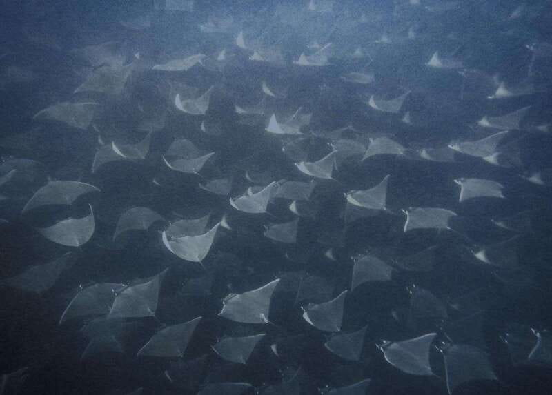 Cabo Pulmo Snorkeling - Why Cabo Pulmo Makes a Good Snorkeling Day