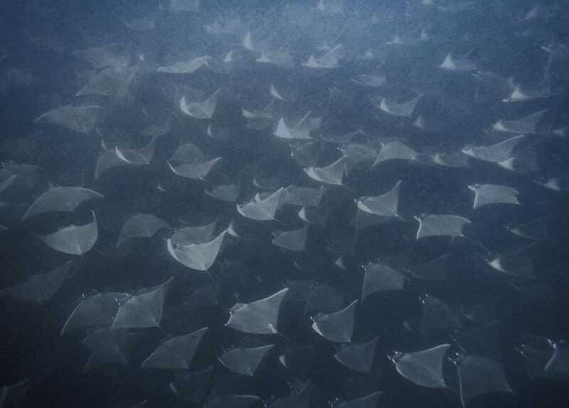 Cabo Pulmo Snorkeling - What You May See Over the Reef