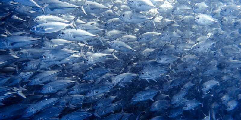 Cabo Pulmo Snorkeling - A Three-Hour Schedule With One Timing Concern