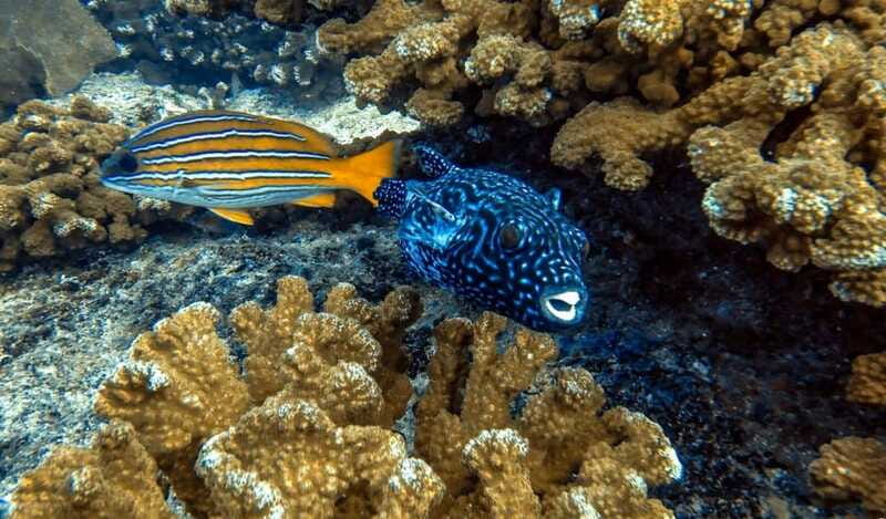 Cabo Pulmo Snorkeling - Who Will Enjoy This Most?