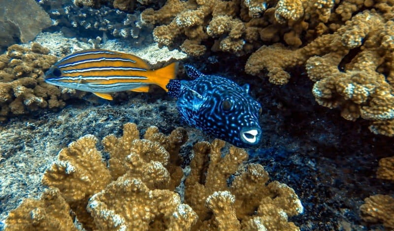 Cabo Pulmo Snorkeling - Starting at Cabo Pulmo Travel