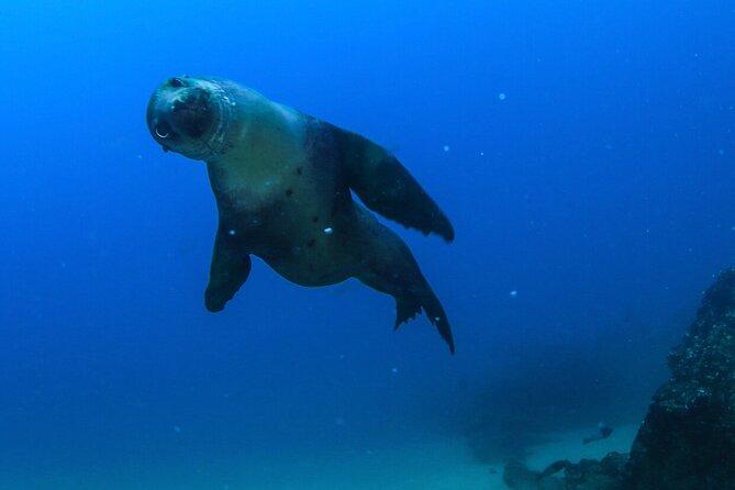 Cabo San Lucas Arch Boat Tour and Snorkeling at Pelican Rock - Pelican Rock and the snorkeling reality