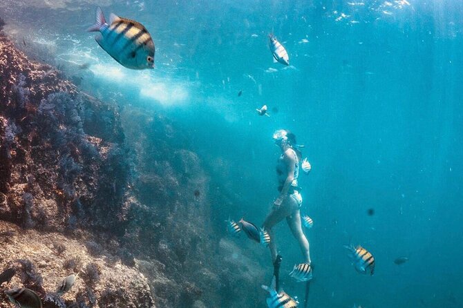 Cabo San Lucas Arch Boat Tour and Snorkeling at Pelican Rock - What the $89.10 price buys you