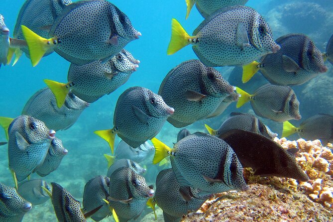 Cabo San Lucas Boat Tour and Snorkel at Pelican Rock - Group size, boat arrangements, and expectations