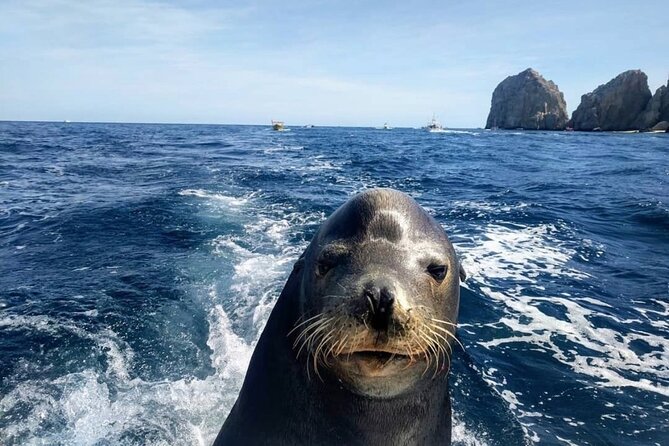 Cabo San Lucas Boat Tour and Snorkel at Pelican Rock - Is $80.10 a fair price?