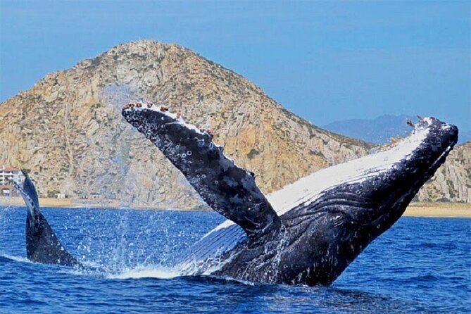 Cabo San Lucas Boat Tour and Snorkel at Pelican Rock - Who will enjoy this Cabo outing most?