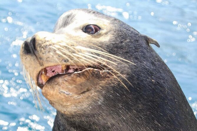 Cabo San Lucas Boat Tour and Snorkel at Pelican Rock - Pelican Rock snorkeling, the real payoff