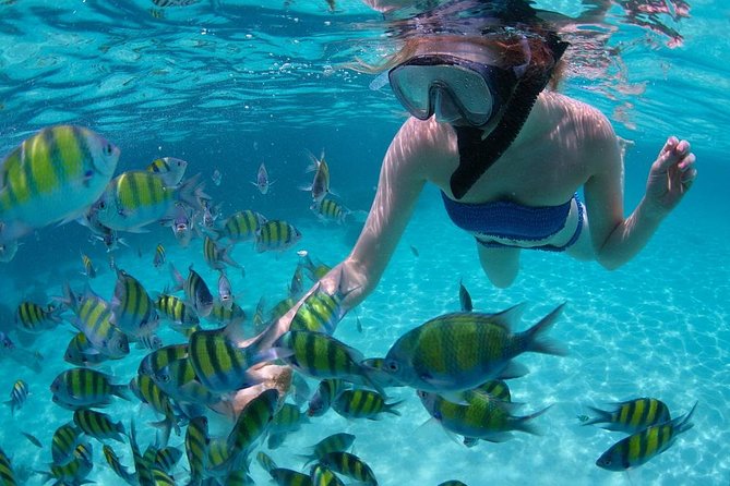 Cabo San Lucas Short Snorkeling Tour with Divemaster Guide - Snorkeling in Cabo’s Sheltered Bay
