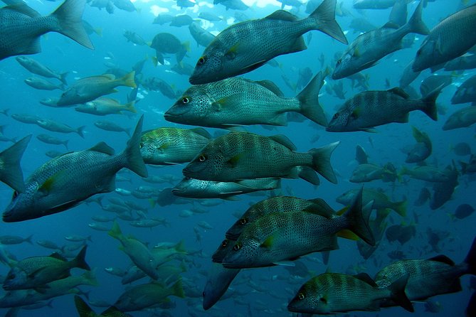 Cabo San Lucas Short Snorkeling Tour with Divemaster Guide - Guides Who Make the Difference