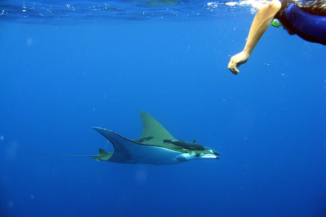 Cabo San Lucas Short Snorkeling Tour with Divemaster Guide - Equipment, Snacks, and What to Bring