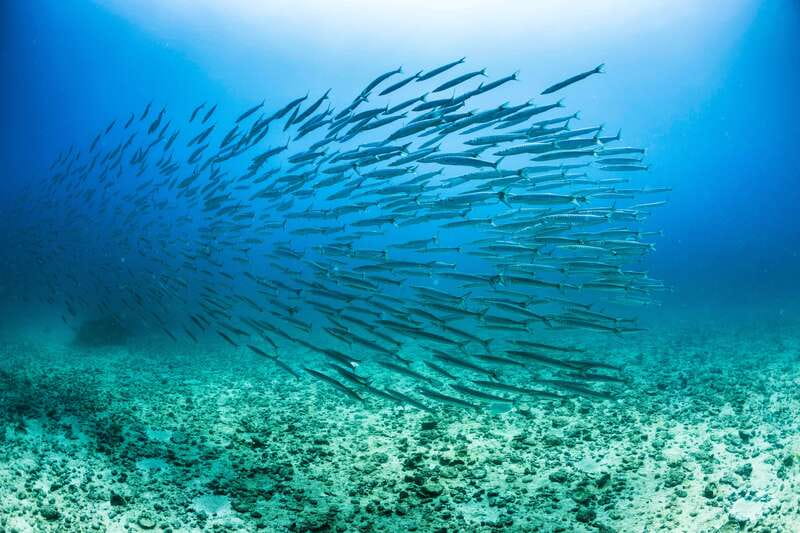 Cabo San Lucas: Snorkel, Lunch and Sail Experience - Cabo’s Arch, Lover’s Beach, and the sea lions
