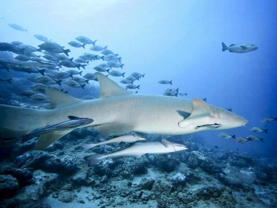 Cairns: 2-Day Great Barrier Reef Dive and Snorkel Boat Trip - Who should book this reef trip?