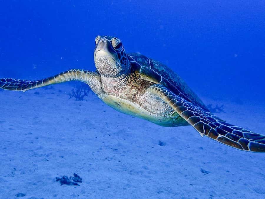 Cairns: 2-Day Great Barrier Reef Dive and Snorkel Boat Trip - What the scuba add-on really includes