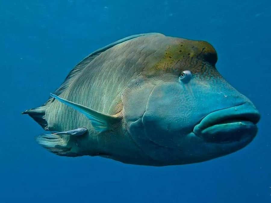 Cairns: 2-Day Great Barrier Reef Dive and Snorkel Boat Trip - Homemade food and a simple onboard routine