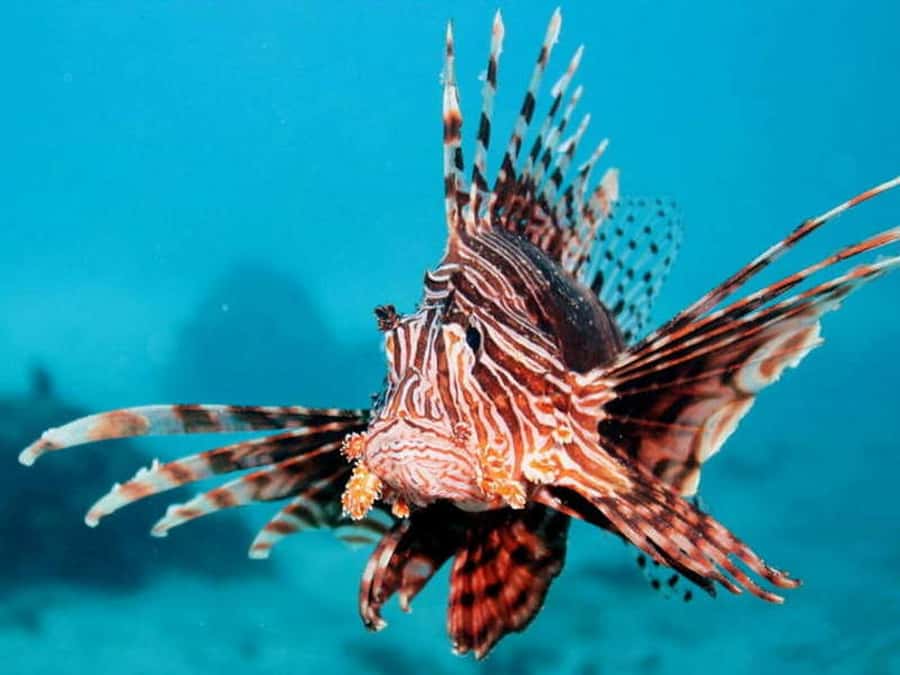 Cairns: 2-Day Great Barrier Reef Dive and Snorkel Boat Trip - Value at $466 per person
