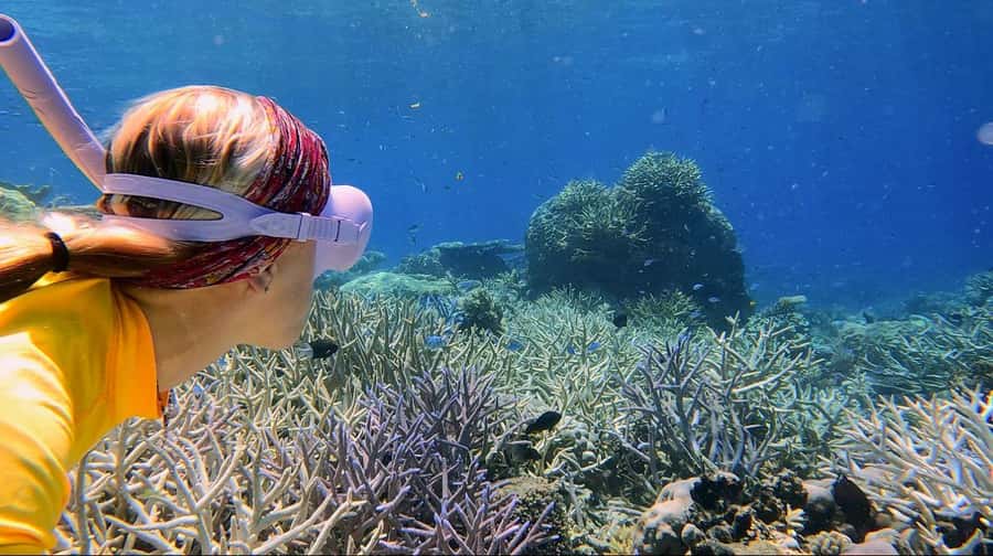 Cairns: All-Inclusive Great Barrier Reef Half-Day Snorkeling - Guides who make the reef easier to understand