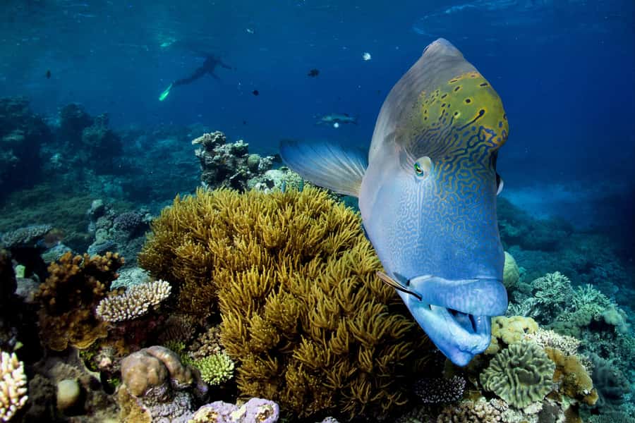 Cairns: All-Inclusive Great Barrier Reef Half-Day Snorkeling - Who should book this experience?