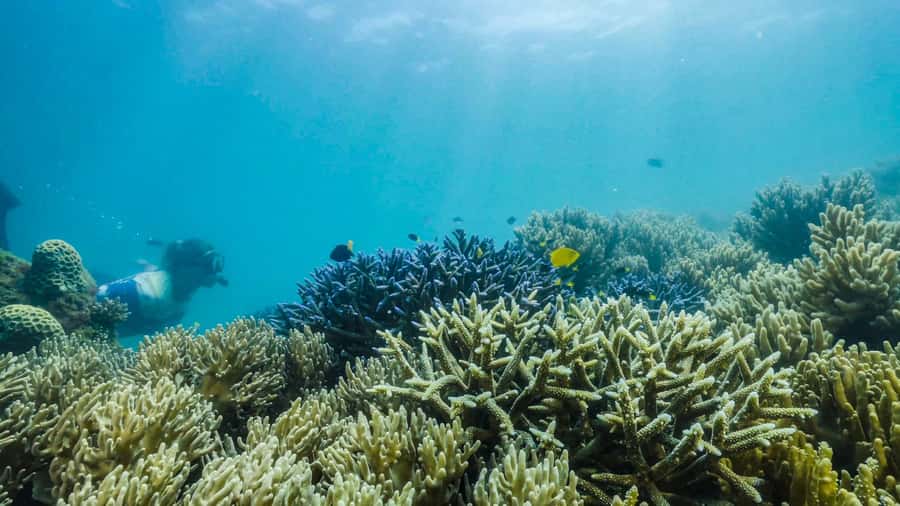 Cairns: Fitzroy Island Ferry w/ Snorkel, Lunch, Tour Options - How good is the value at $69?
