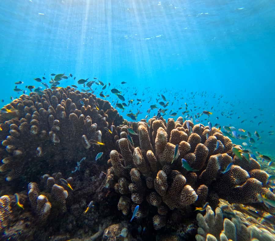 Cairns: Great Barrier Reef Half-Day Snorkelling Tour - Why the 27-person limit matters