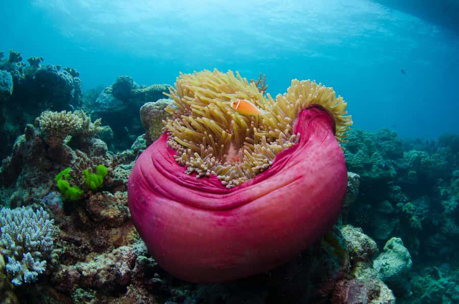 Cairns: Great Barrier Reef Overnight Snorkelling Boat Trip - Why staying overnight changes the reef experience