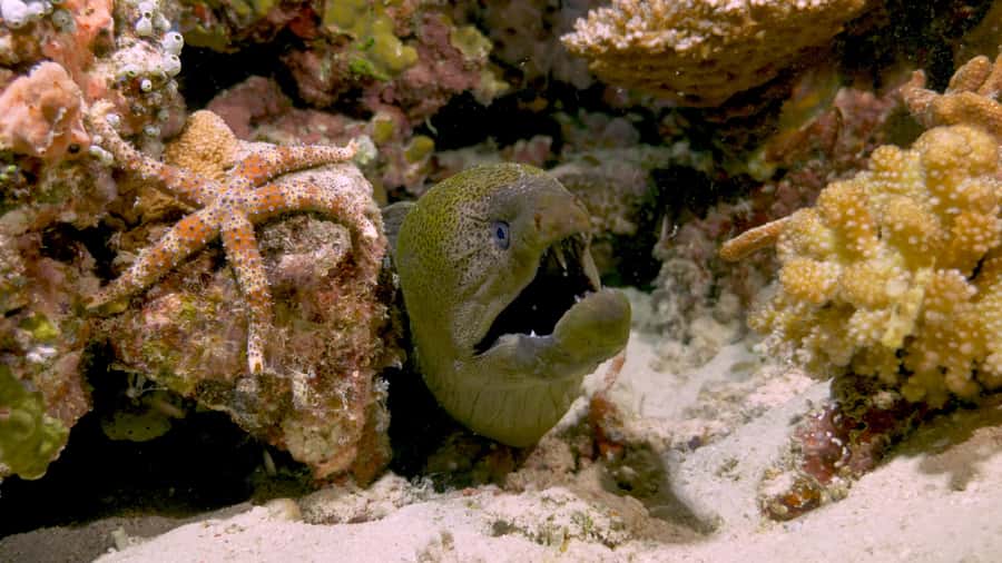 Cairns: Great Barrier Reef Overnight Snorkelling Boat Trip - Guided snorkelling for beginners and confident swimmers