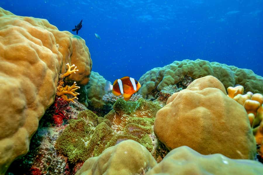 Cairns: Great Barrier Reef Premium Diving Full Day Tour - Key points to know before booking