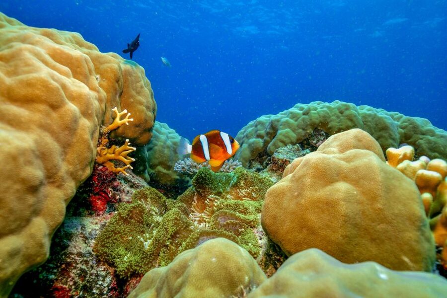 Cairns: Great Barrier Reef Premium Diving Full Day Tour - What the boat day feels like from Cairns